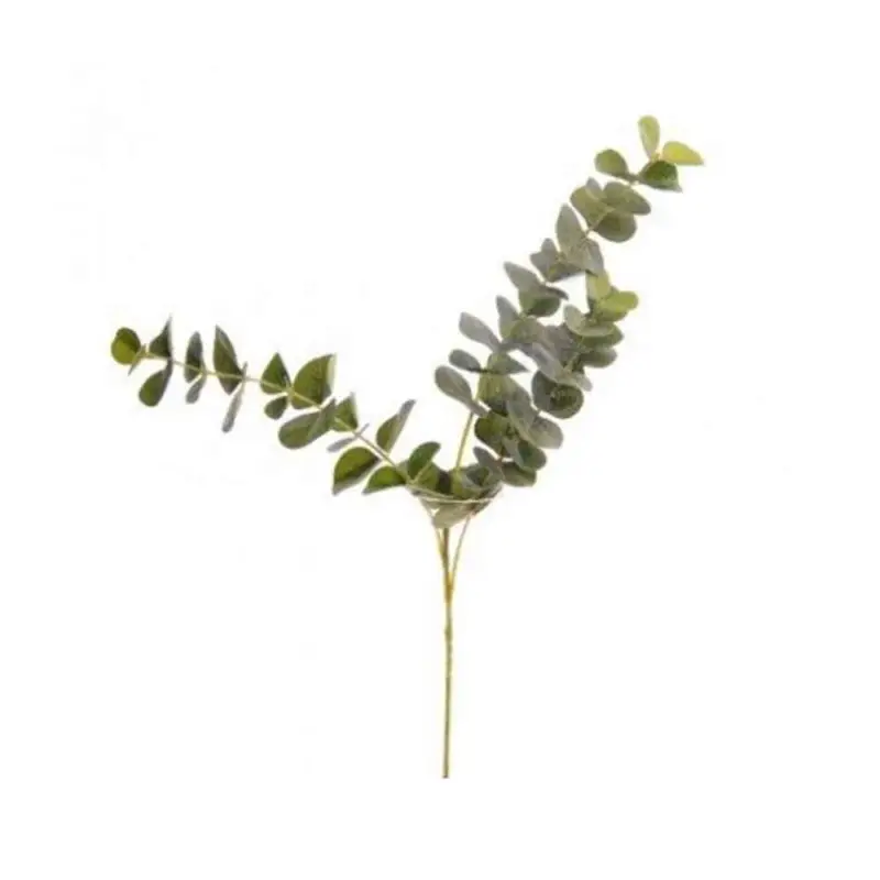 Premium Eucalyptus Kvist 60 cm