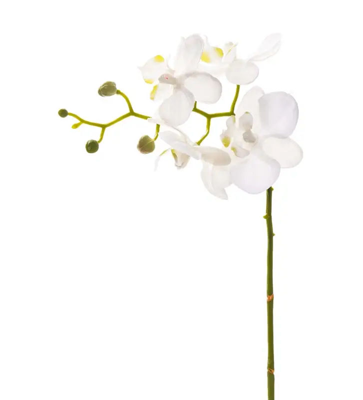 Orkidé Kvist Vit 28cm Populär