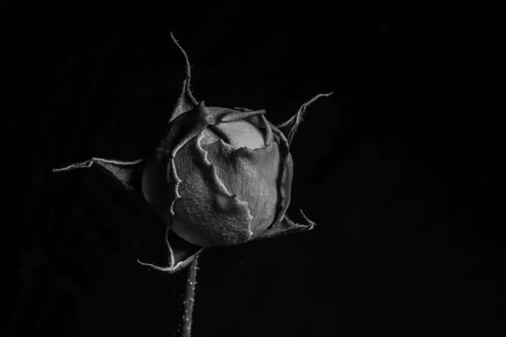 Poster Blommor – Svart Rosenknopp Begränsat antal