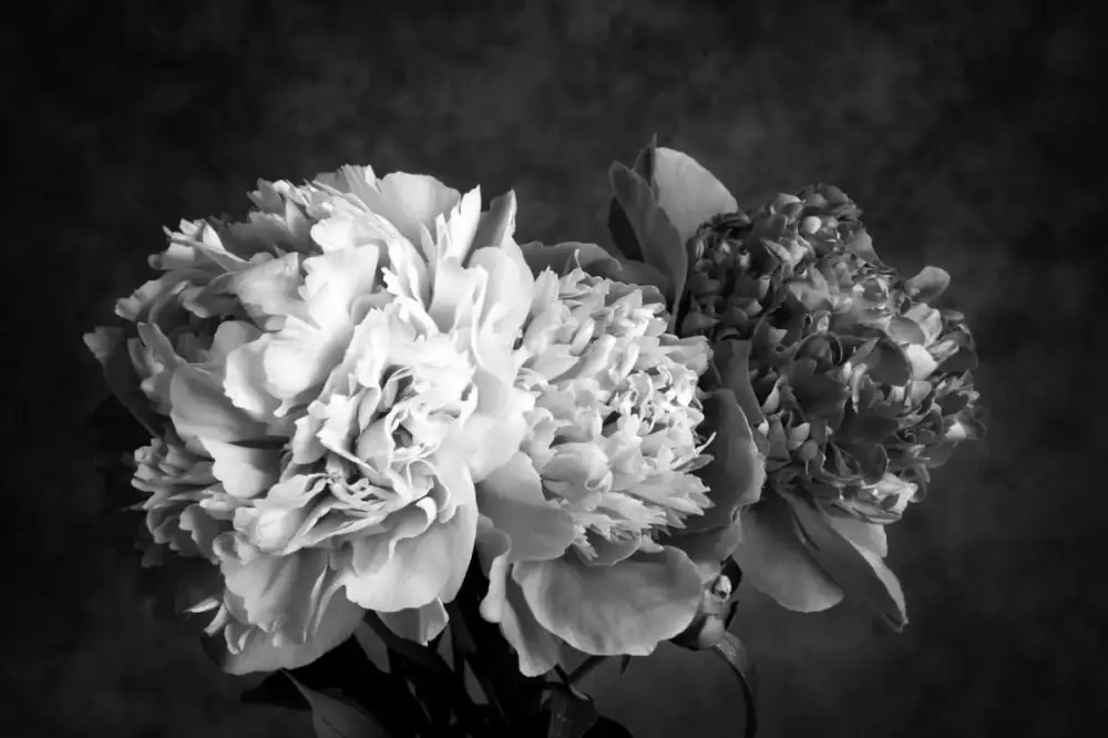 Kampanjpris Poster Blommor – Tre Svartvita Pioner
