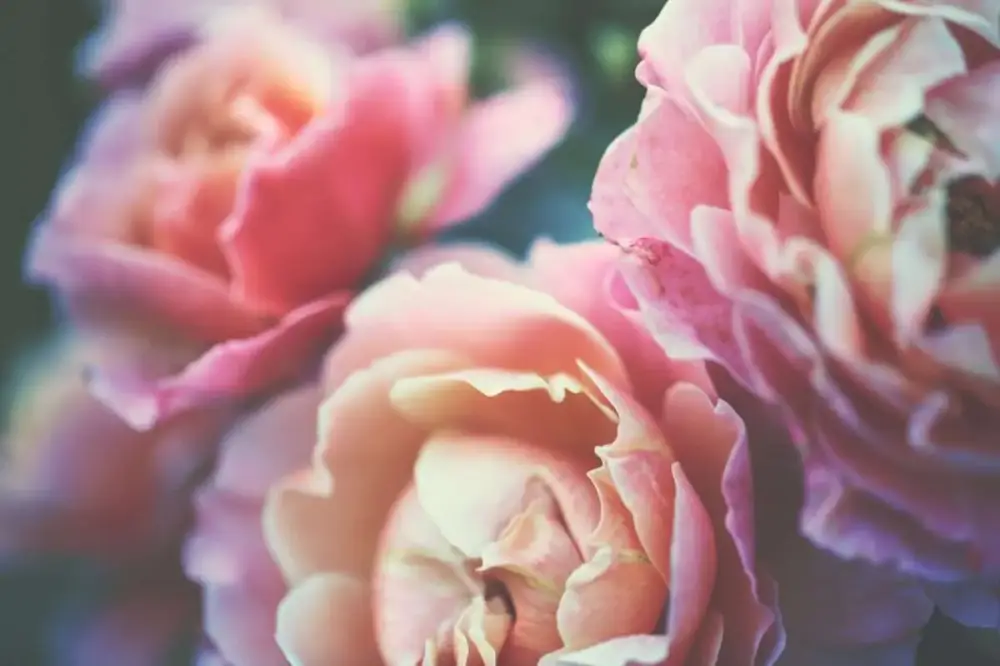 Bästa pris Poster Blommor – Rosa Pionknoppar