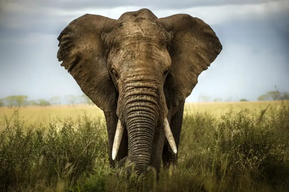 Poster Insekter & Djur – Elefant Utförsäljning