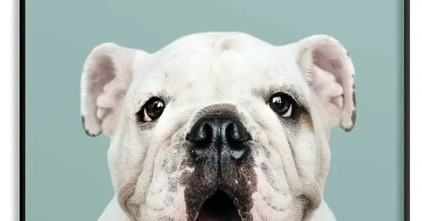 Snabb frakt Bulldog valp - Porträtt affisch