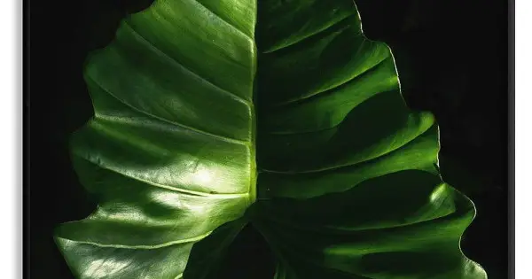 Rea Caladium blad - Botanisk växt poster