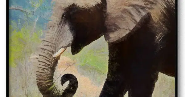 Köp online Afrikansk elefant - Poster & vattenfärg