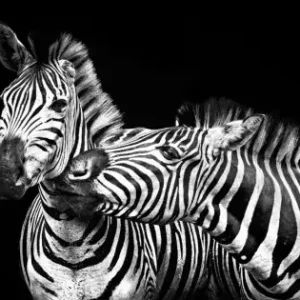 Zebra svartvit poster 50x70cm | Fri frakt! Extra rabatt