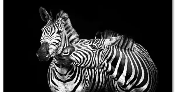 Zebra svartvit poster 50x70cm | Fri frakt! Extra rabatt