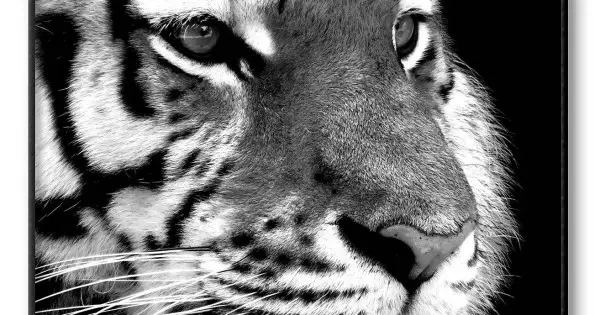 Tiger Extrem Närbild - Svartvit Poster Rabatt