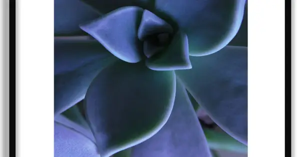Bästa pris Botaniska Växter och Blommor - Poster