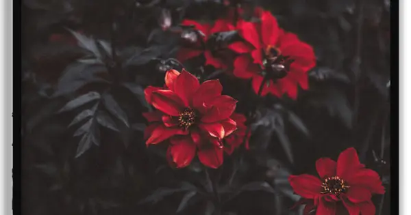 Vackra Röda Blommor - Svartvit Botanisk Poster Trygg betalning