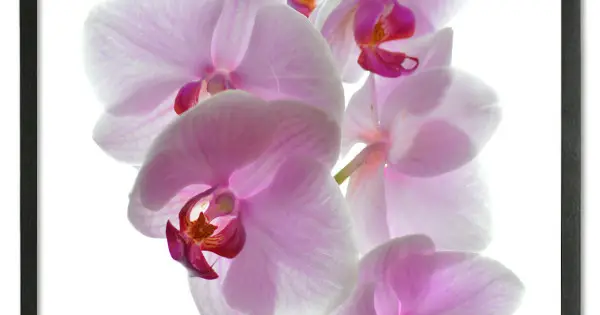 Billigare Rosa Blommor och Vit Bakgrund - Simpel Poster