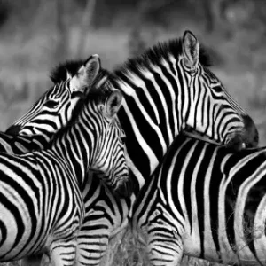 Zebror på Savannen - Svartvit Zebra Poster Handla nu