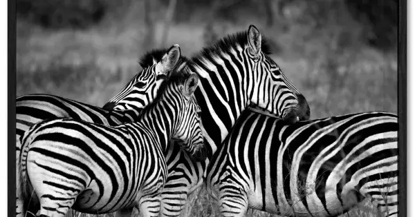 Zebror på Savannen - Svartvit Zebra Poster Handla nu