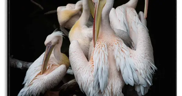 Begränsat erbjudande Rosa vita flamingo flock - Djurtavla