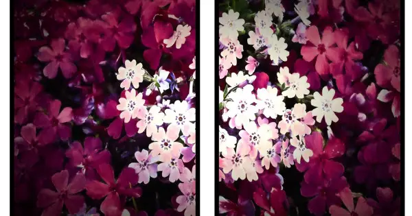 Populärt val Rosa vackra blommor - Posterset i två delar