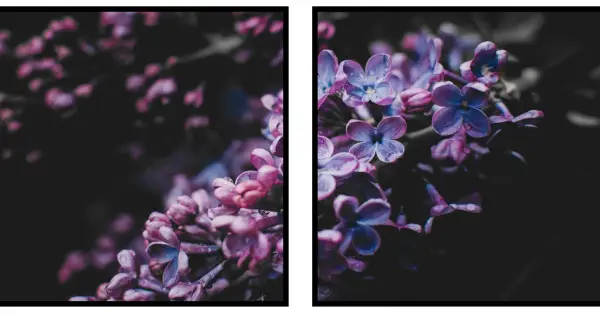 Sista chansen Lila blommor - Perfect pair kvadratiska tavlor