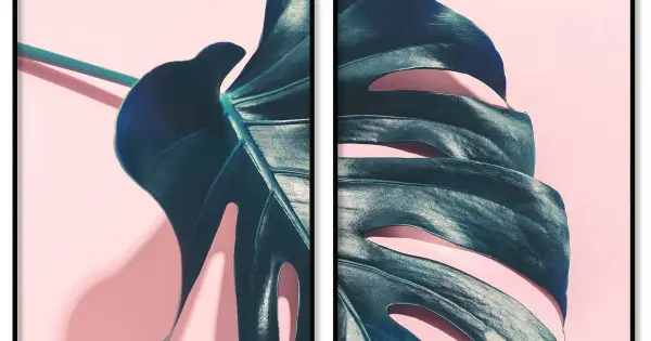 Kampanjpris Monstera växt - Rosa växtposter