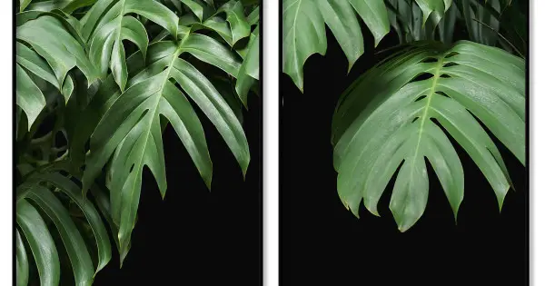 Erbjudandepris Monstera blad - Grön växtposter