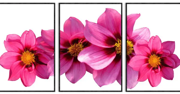 Stort rosa motiv av vackra blommor - Tredelat posterset Fynd