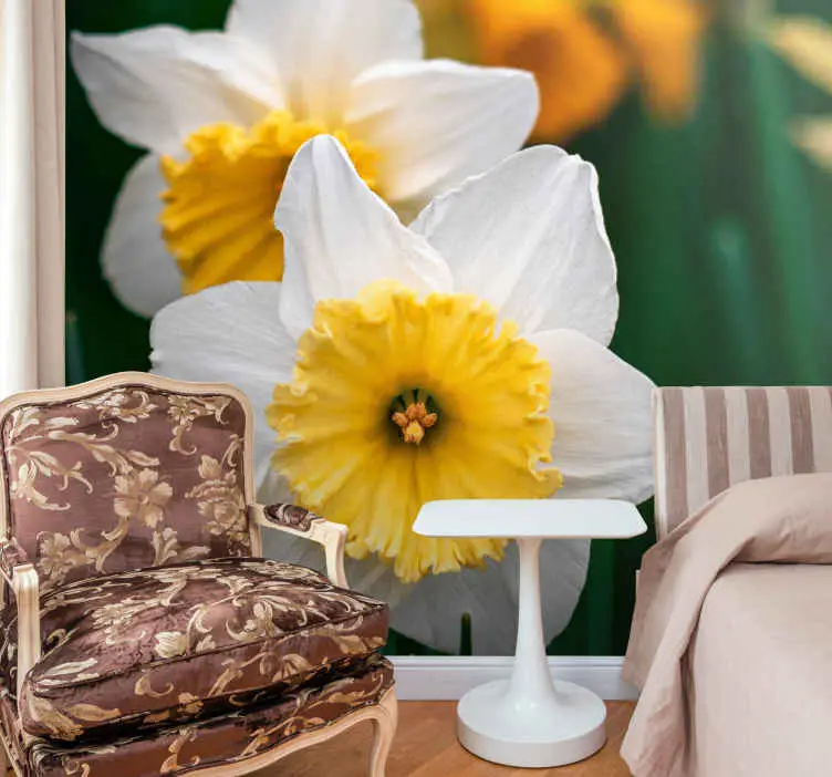 Fototapeter vallmor narsissens blomstrande elegans Fynd