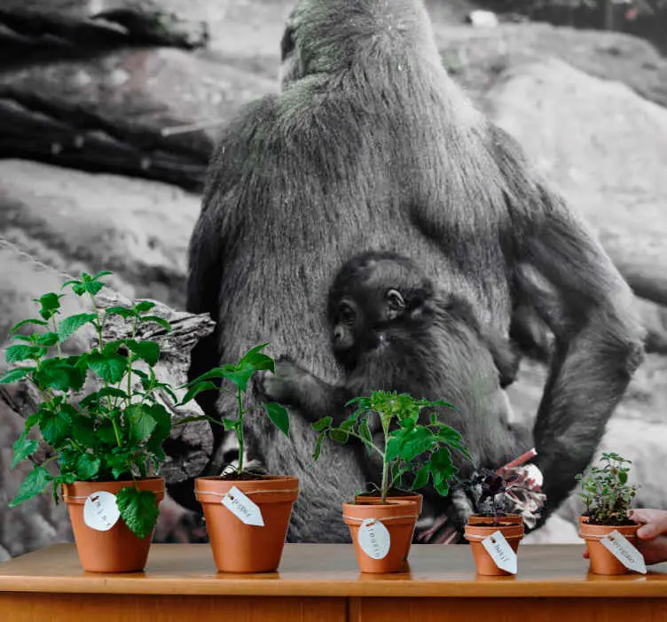 Kampanj Vackra mamma- och bebisgorillalandskap