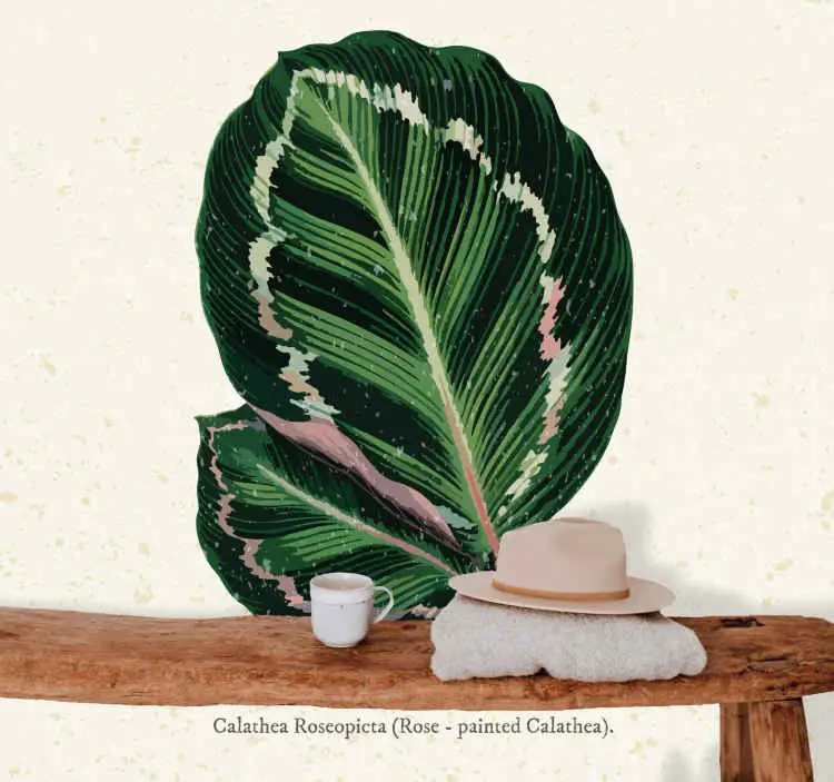 Fototapeter blommor calathea bladmotiv Säker betalning